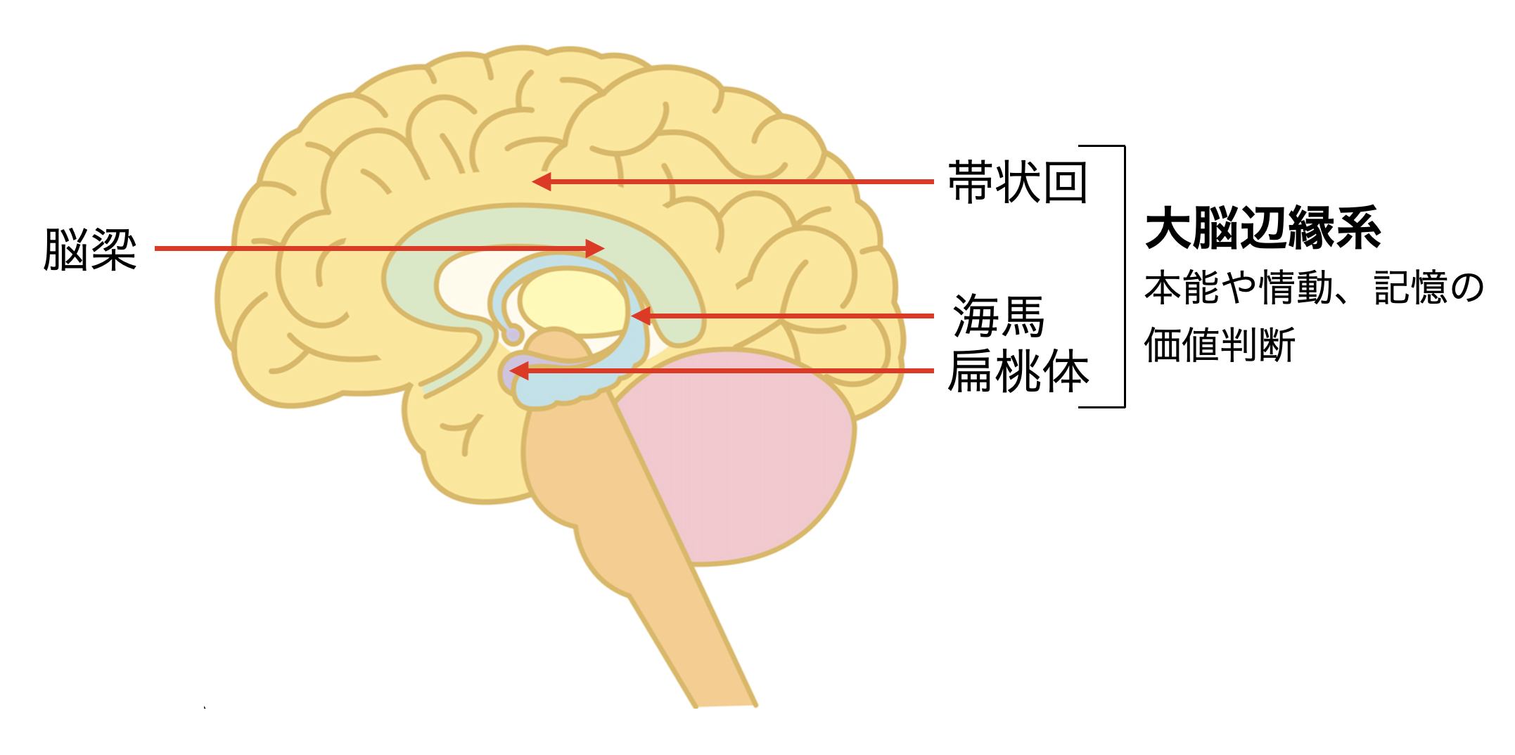大脳辺縁系の領域