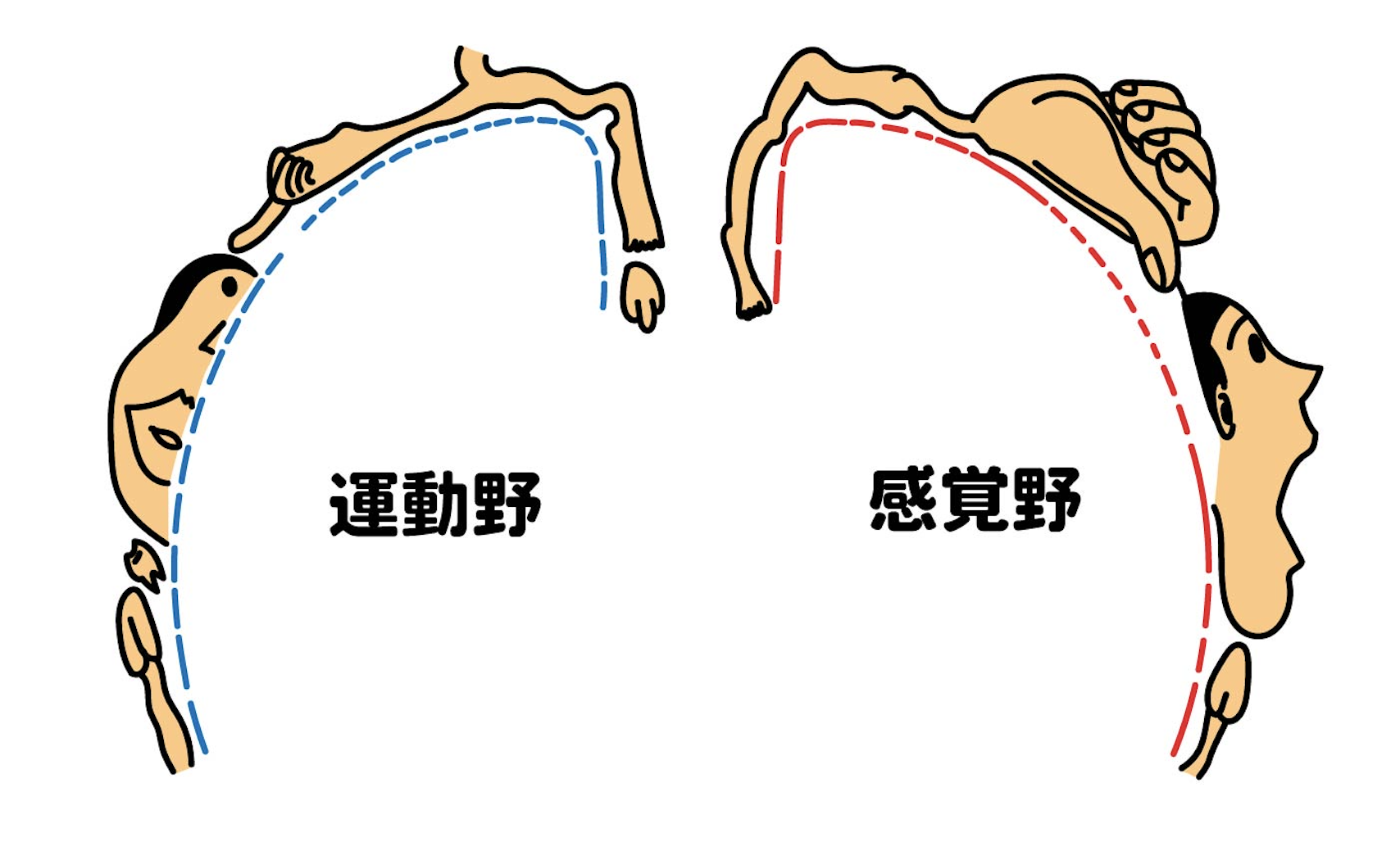 ペンフィールドの体部位再現地図
