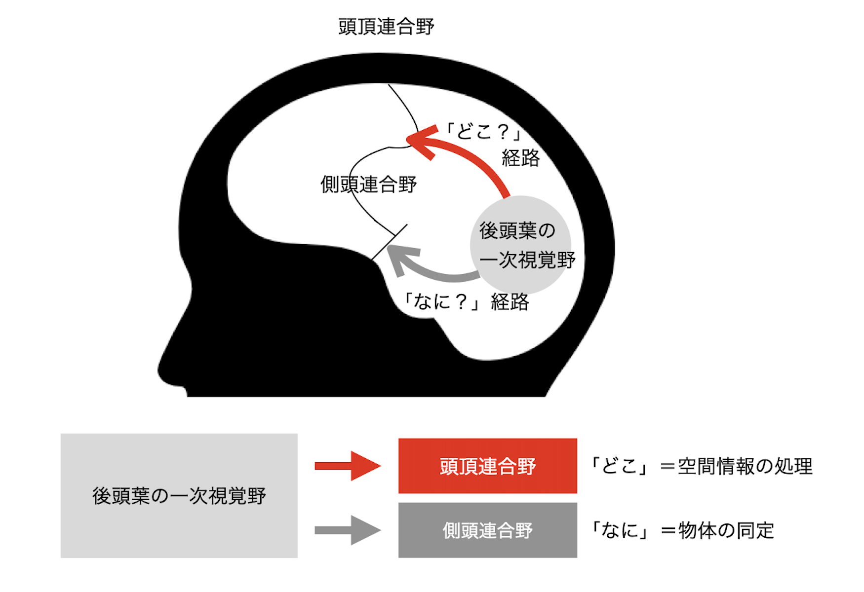 視覚情報の経路