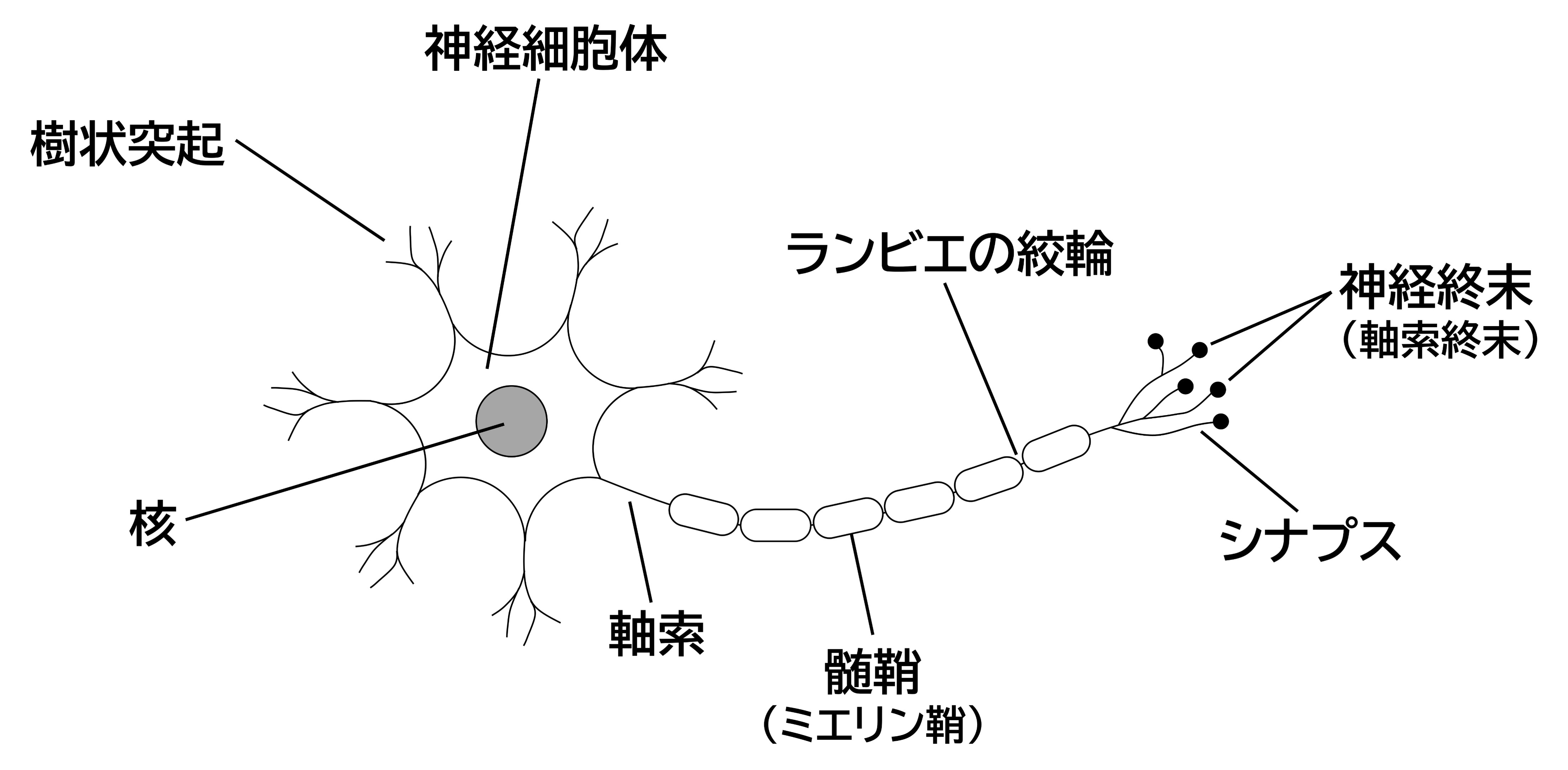 神経細胞の構造